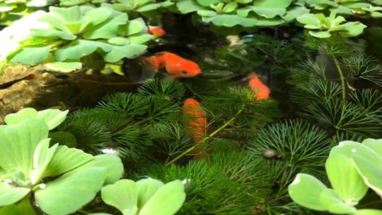 Zuurstofplanten redden mijn vissen