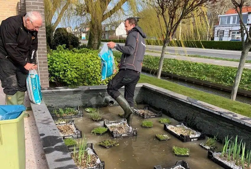 Beplantingsplan voor een vijver zonder pomp en filter