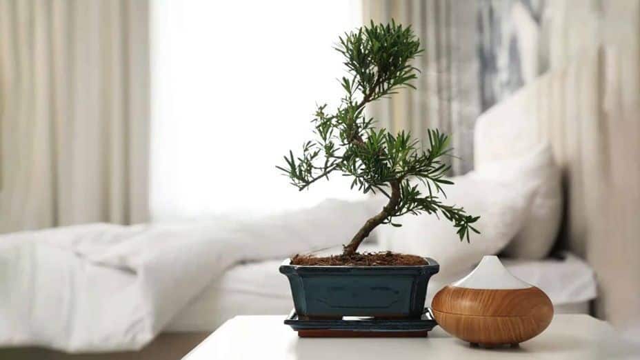 Bonsai boom lichte standplaats plek Bonsai boom lichte standplaats plek