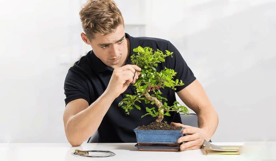 Bonsai boom snoeien met bonsai schaar Bonsai boom snoeien met bonsai schaar