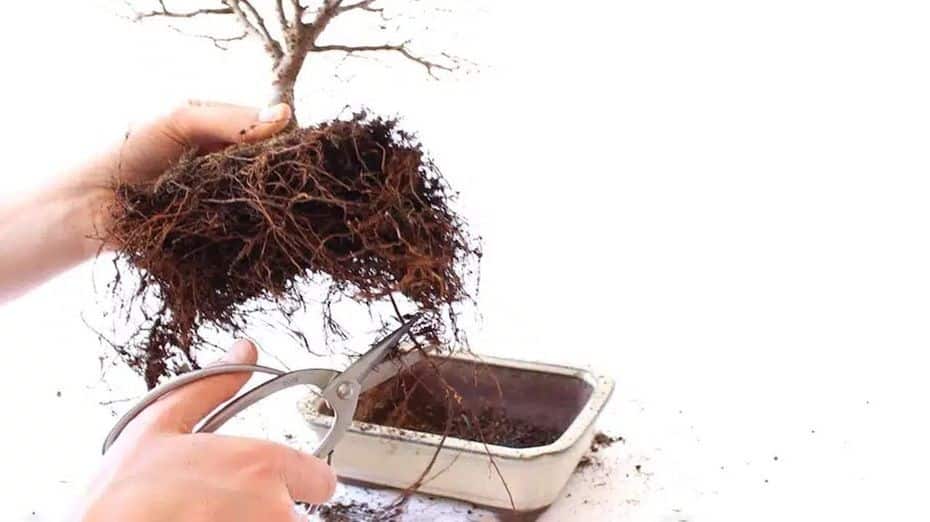 Bonsai boom verpotten Bonsai boom verpotten