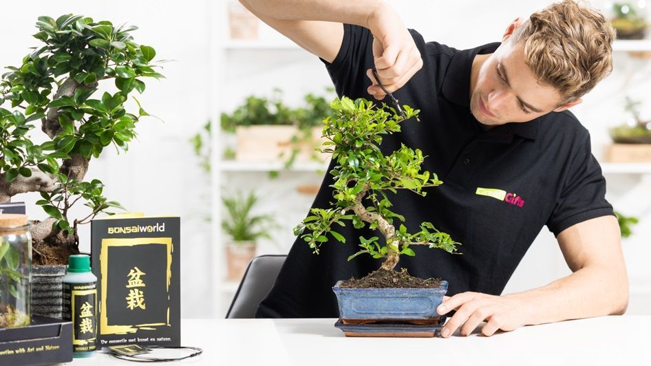 Bonsai boom verzorgen Bonsai boom verzorgen