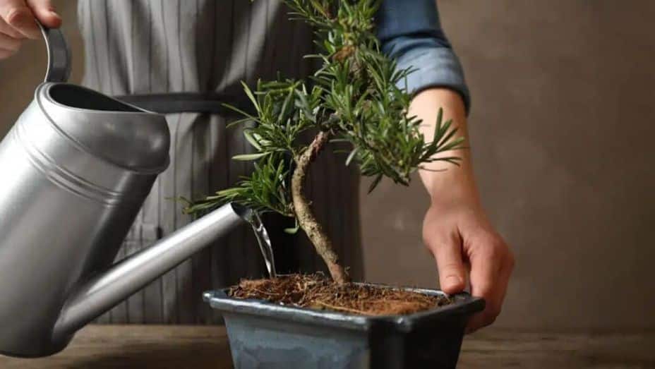Bonsai boom water geven Bonsai boom water geven