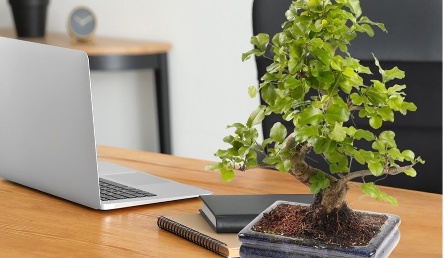 Bonsai boompjes kopen Bonsai boompjes kopen