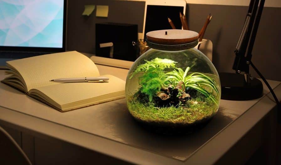 Ecosysteem plant met verlichting terrarium met lamp Piante da ecosistema con illuminazione per terrario con lampada