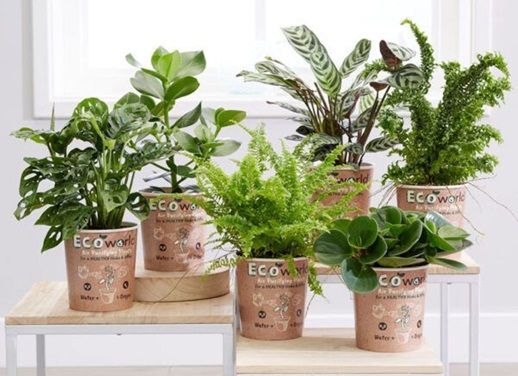 Makkelijke kamerplanten Makkelijke kamerplanten
