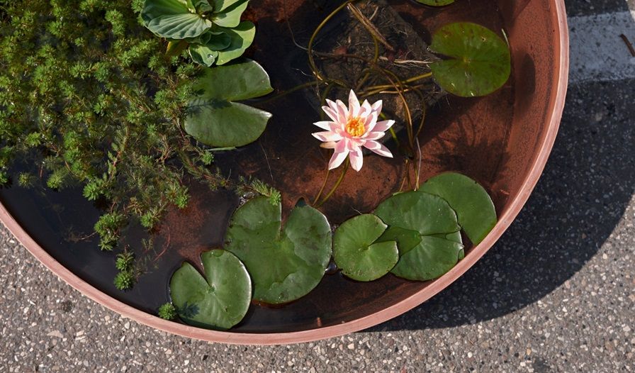 Mini vijver planten