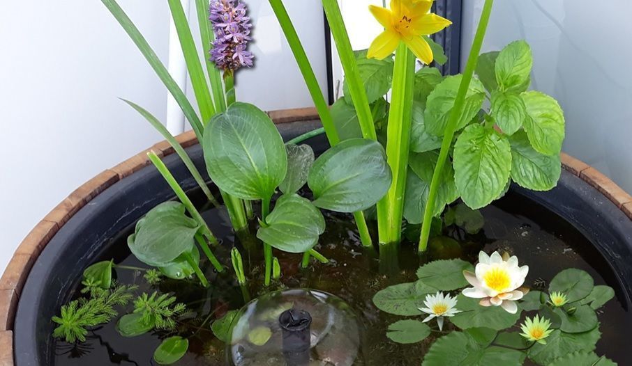 Mini vijverset planten