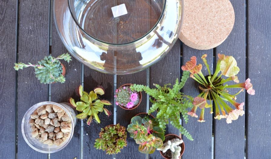 Planten terrarium maken stap 1 Come realizzare un terrario per piante - Passaggio 1