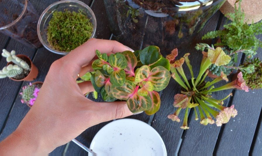 Planten terrarium maken stap 5 Come realizzare un terrario per piante - Passaggio 5