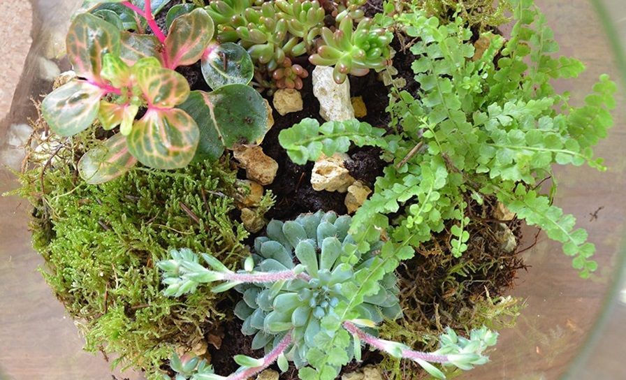 Planten terrarium maken stap 6