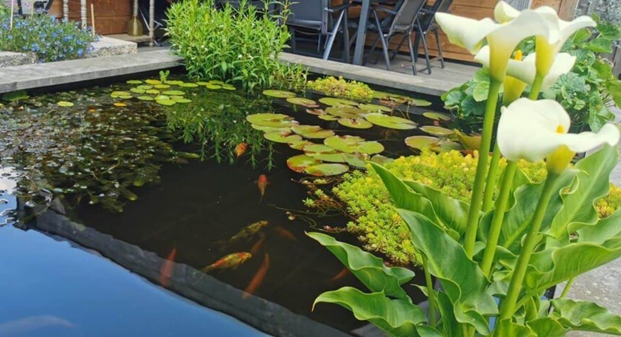 Waterplanten vijver zonder vijverpomp vijverfilter