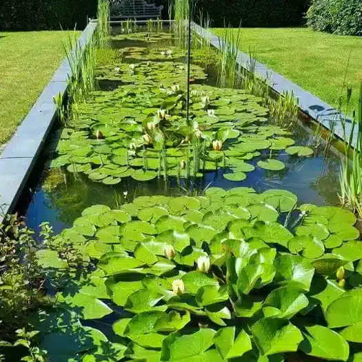 gezamelijke-tuinvijver-doorn-1 Estanque comunitario en Doorn