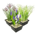 waterplanten Waterplanten