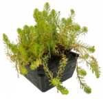 Myriophyllum