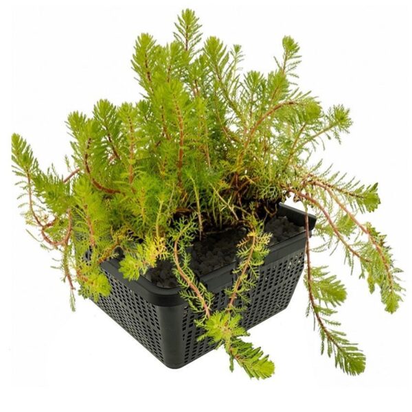 Aarvederkruid Myriophyllum