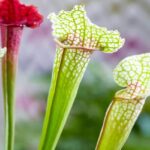 Plantas carnívoras - Sarracenia - 2 unidades - 2