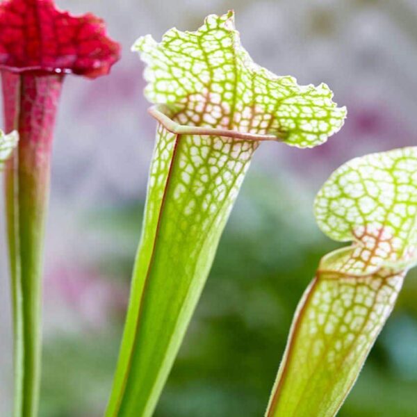 Libro «Macetas de colores y plantas carnívoras» - Maceta Sarracenia, Ø 9 cm