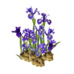 Blauwe Lis 15 planten