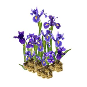 Blauwe Lis 15 planten