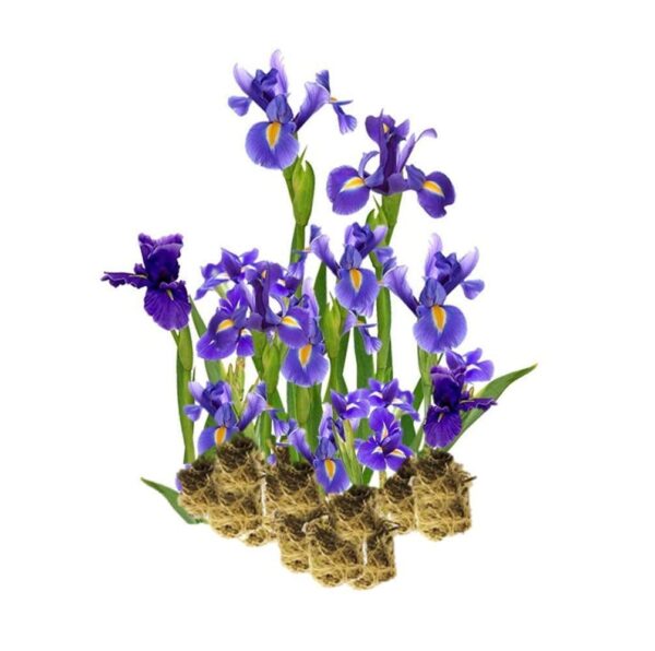 Blauwe Lis 15 planten Blauwe Lis 15 planten