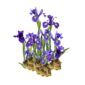 Blauwe Lis 15 planten