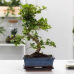 Bonsai-bog-nederlandsk-pleje-af-bonsai-træer-3