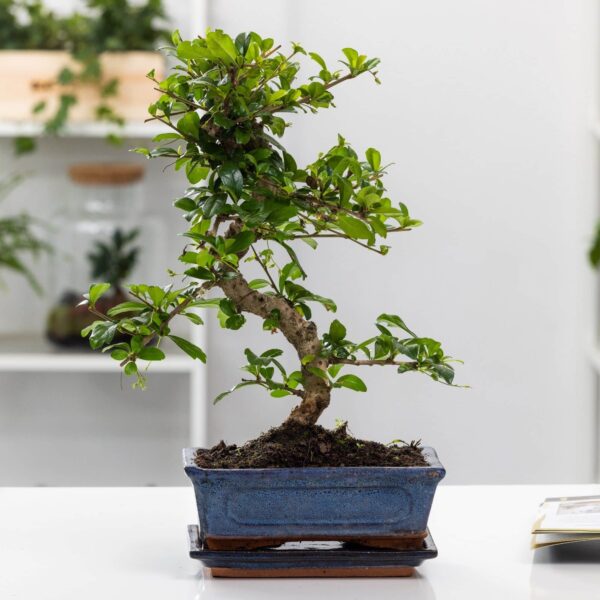 • Hold din bonsai i topform.