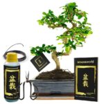 Bonsai-træ