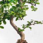 Bonsai-træ-XL-7-delt-sæt-2