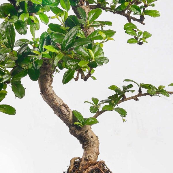 • Inkl. bog om bonsai