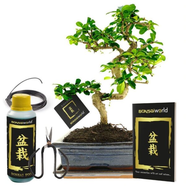 Bonsai Boom Bonsai-træ