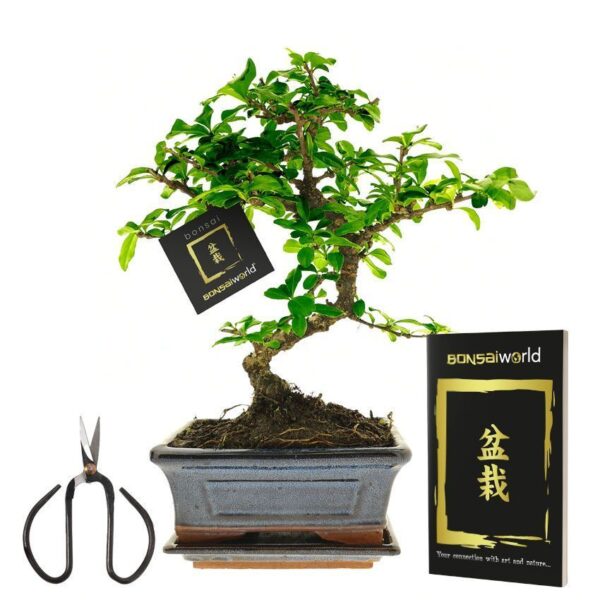 Bonsai Bonsaï