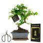 Bonsai
