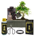 Bonsai Starter Set Boeddha Waterval