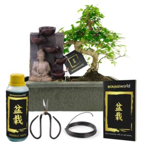 Bonsai Starter Set Boeddha Waterval