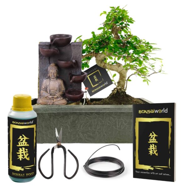 Bonsai Starter Set Boeddha Waterval Bonsai Starter Set Boeddha Waterval