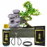 Bonsai Starter Set Zen Waterval