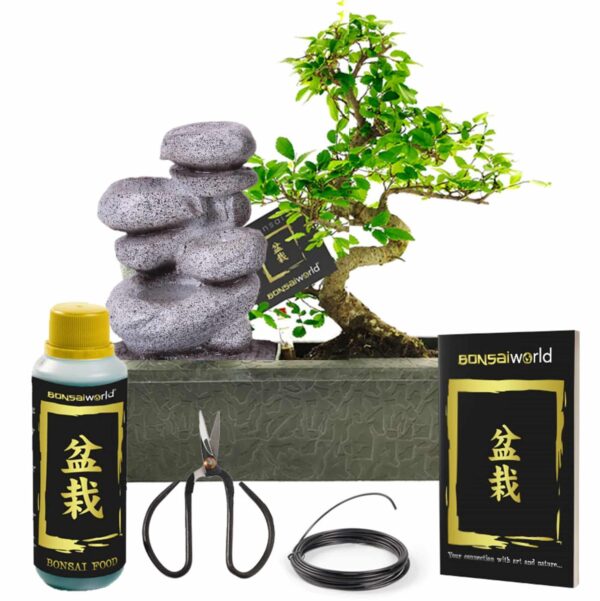 Bonsai Starter Set Zen Waterval Bonsai Starter Set Zen Waterval