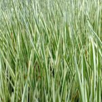 Bonte-kalmoes-30-planten-Acorus-Calamus-Variegatus-1