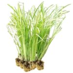Kalmoes 15 planten