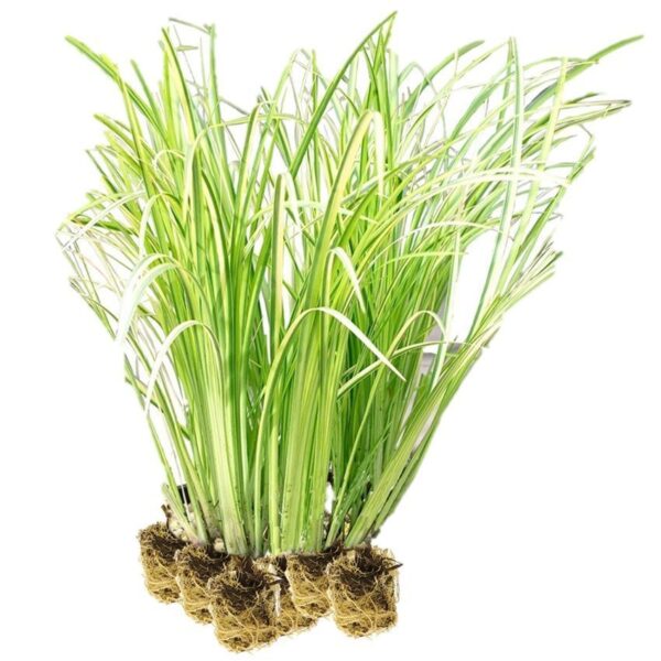 Kalmoes 15 planten Kalmoes 15 planten