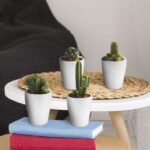Cactus-plant-Ecoworld-Mini-Cactussen-10-stuks-potjes-1