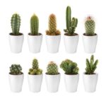 Mini Cactussen met Potjes 10