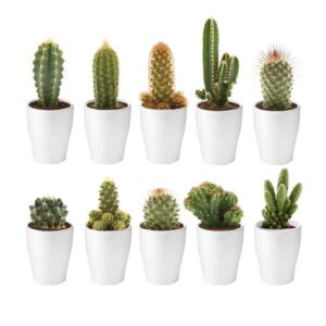 Mini Cactussen met Potjes 10