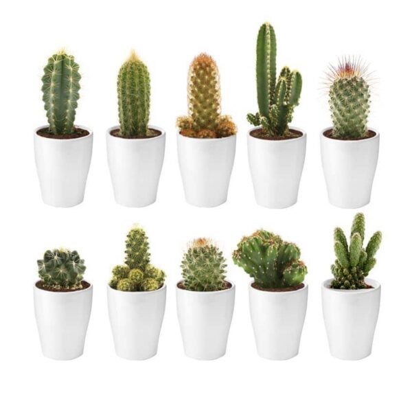 Mini Cactussen met Potjes 10 Mini Cactussen met Potjes 10