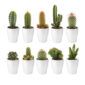 Mini Cactussen met Potjes 10