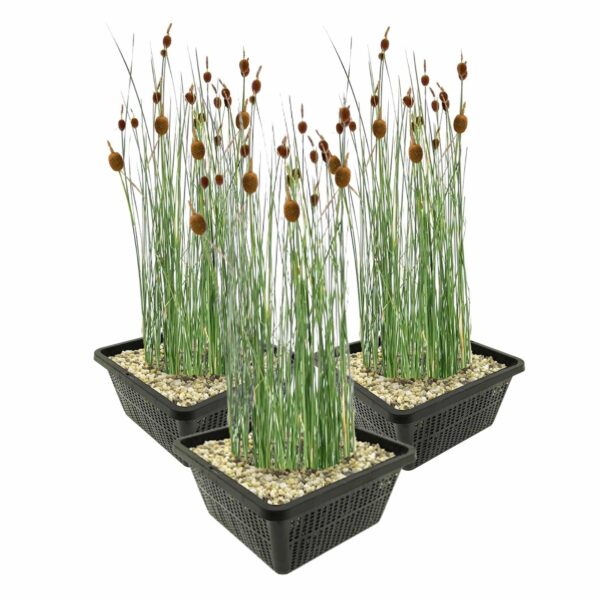 Dwerglisdodde 3 manden Dwerglisdodde 3 manden