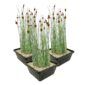 Typha minima cestas