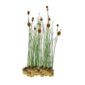 Dwerglisdodde 15 planten